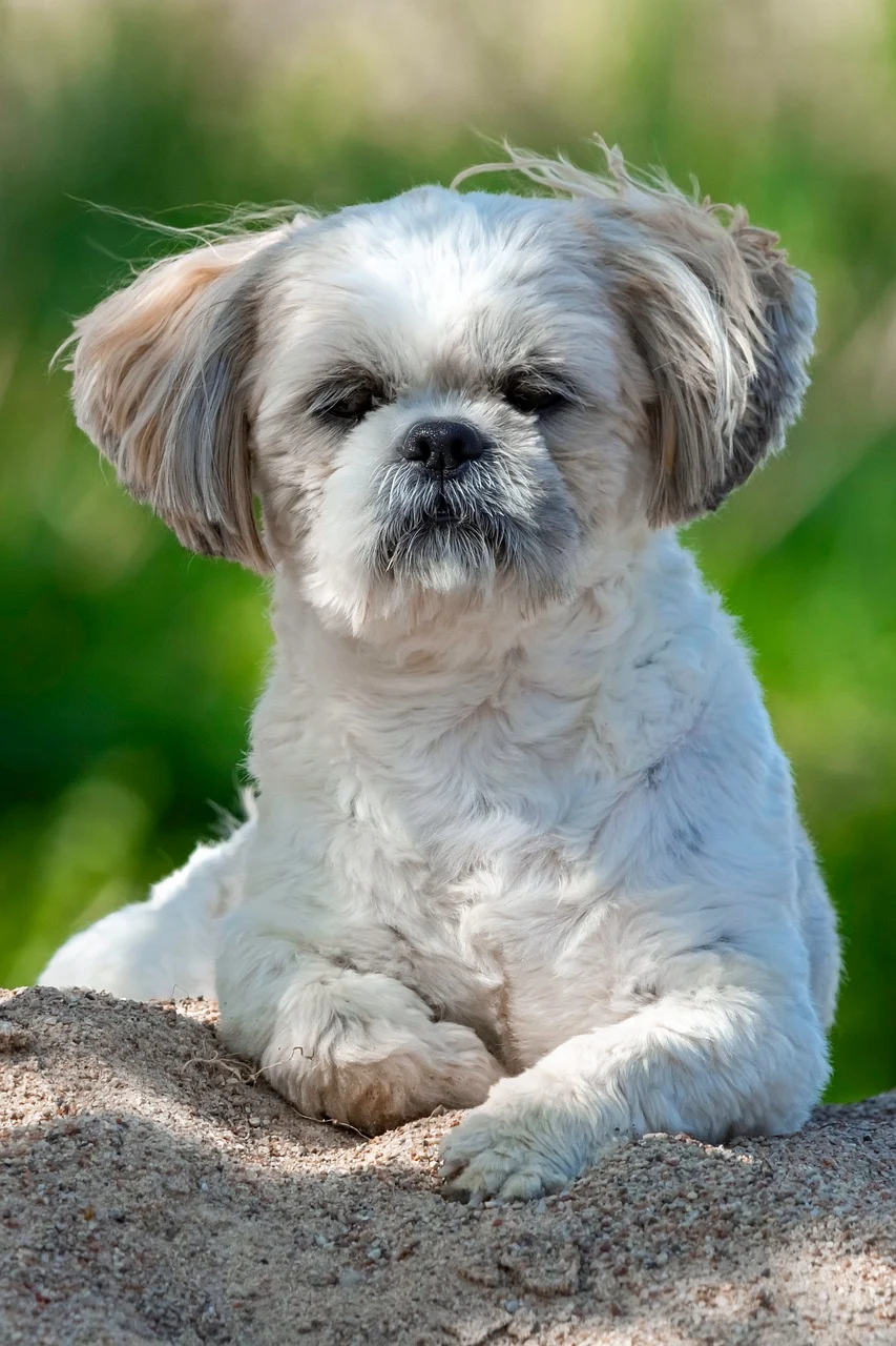 2025 펫쇼코리아 일산 킨텍스 완벽 가이드: 입장&middot;부스&middot;이벤트 총정리!