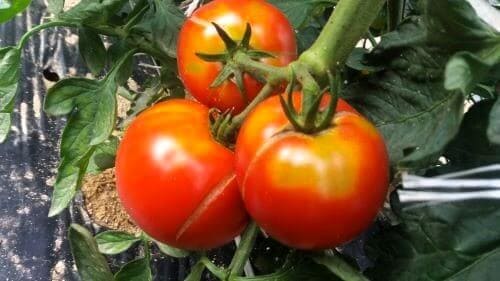 토마토-열과현상-수분-과다흡수-열과증상