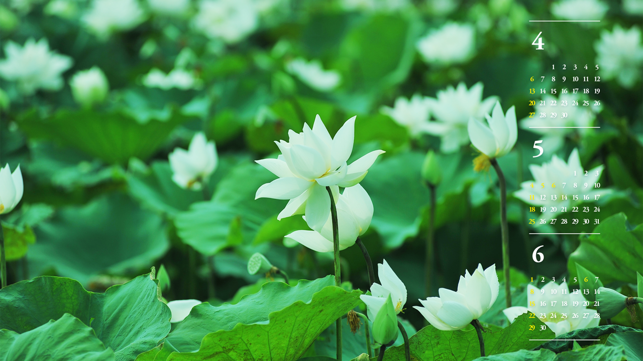 11 흰색 연꽃 B - 2025년5월 노트북배경화면