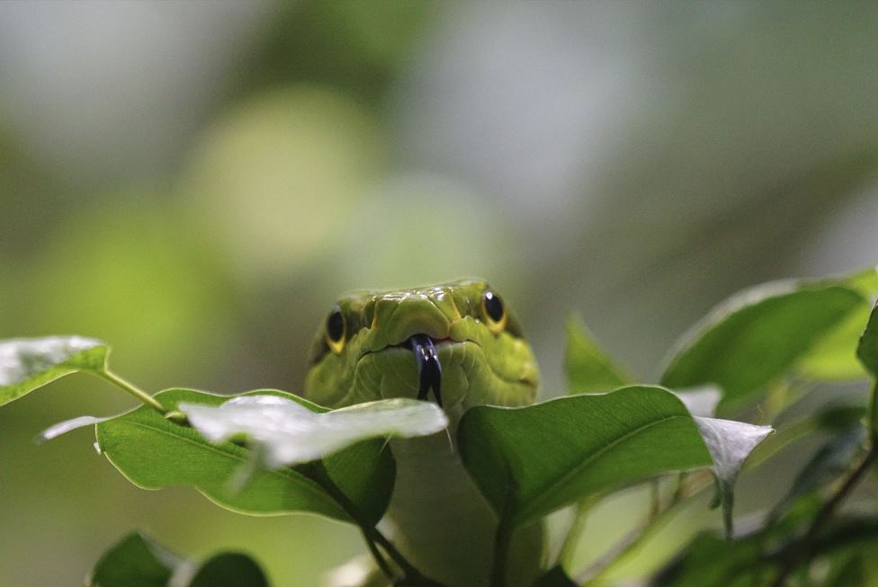 2026년 뱀띠 운세 총정리