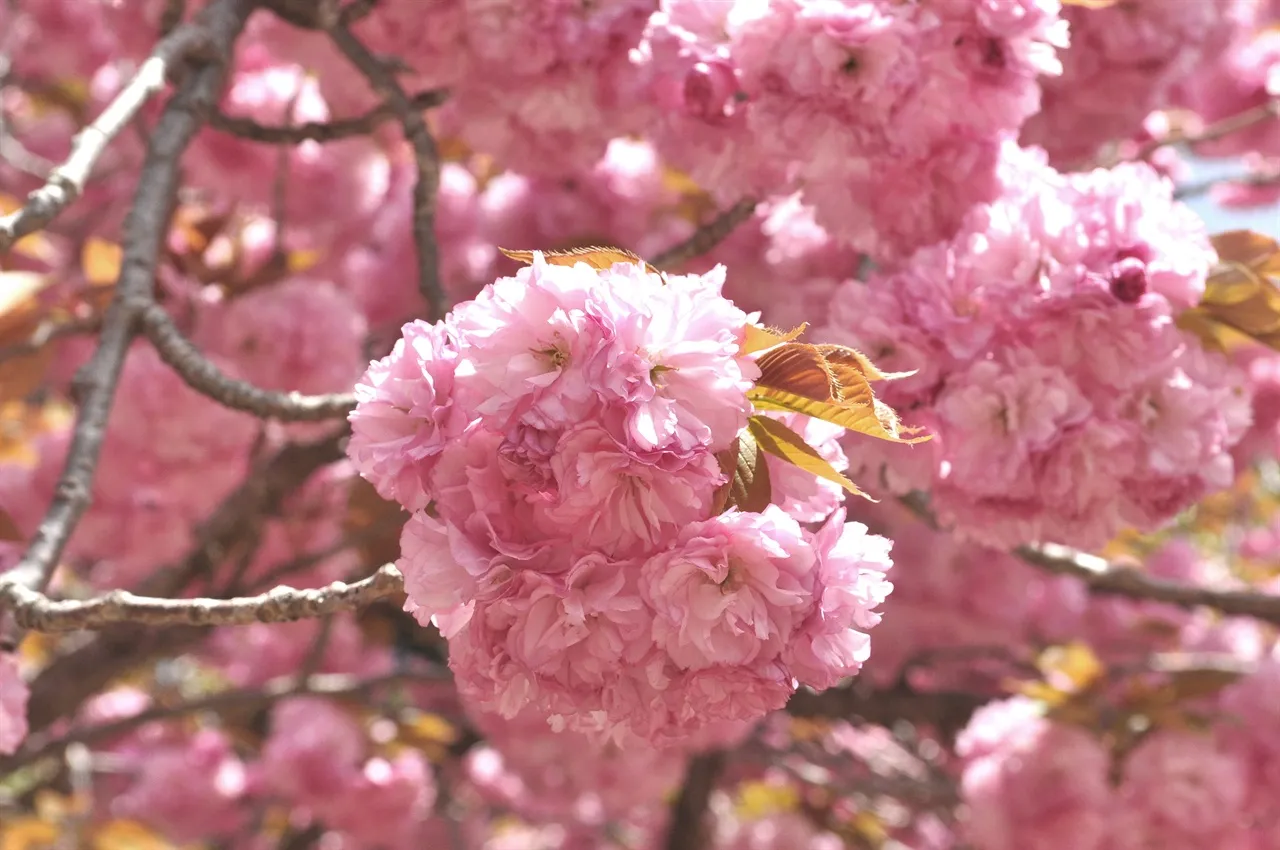 겹벚꽃 개화시기 숨겨진 명소_4