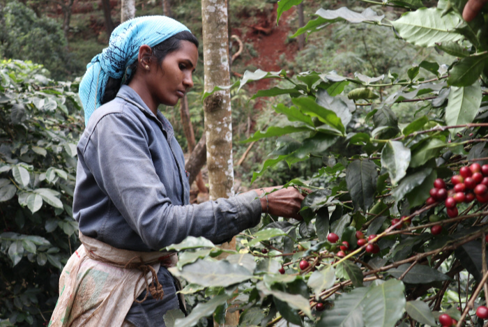 인도 커피 농장을 나타내는 이미지