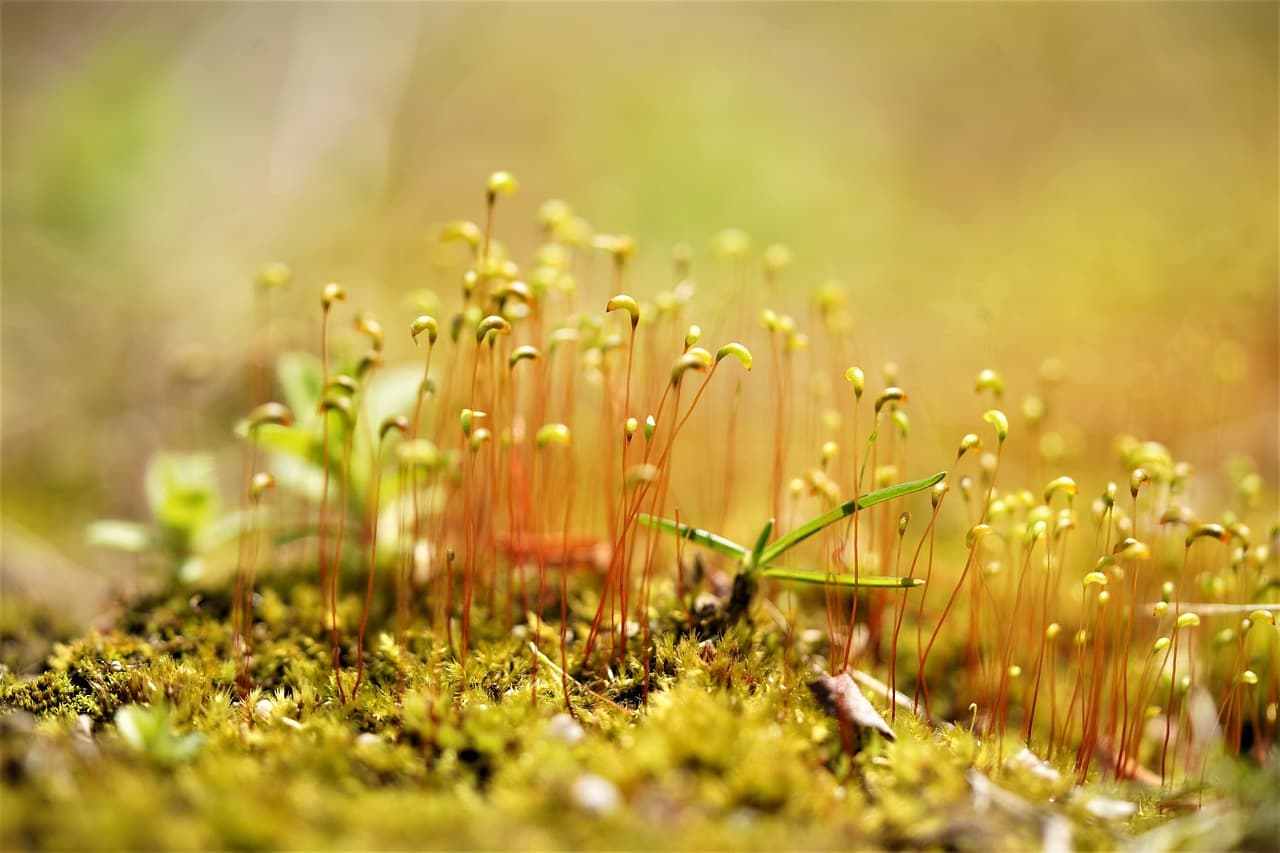 IT와 감성의 만남: 스마트팜이 주는 디지털 힐링의 가능성