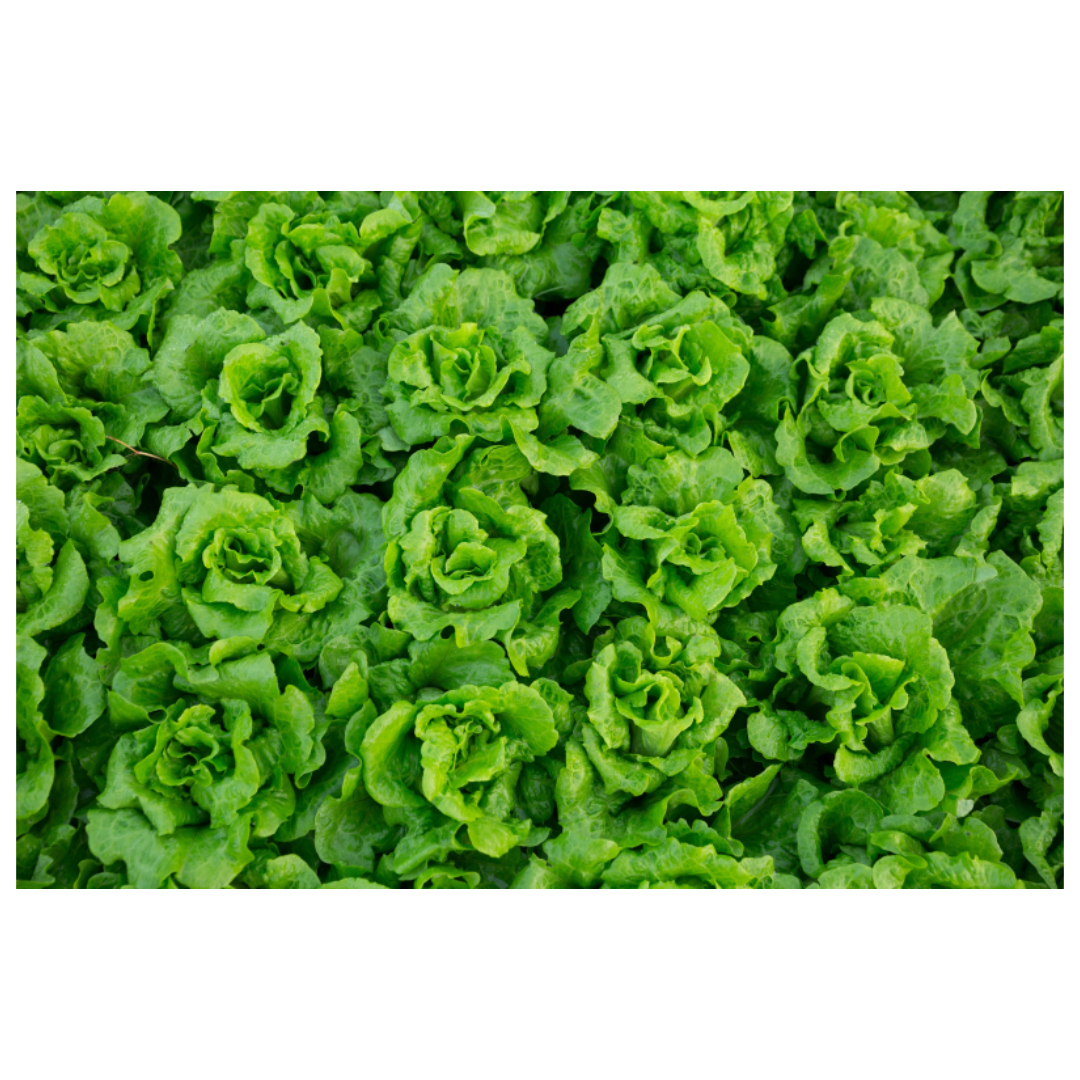 우엉차와 관련된 사진입니다.