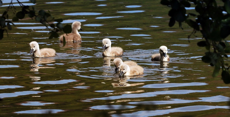 물위에 있는 백조 새끼 5마리