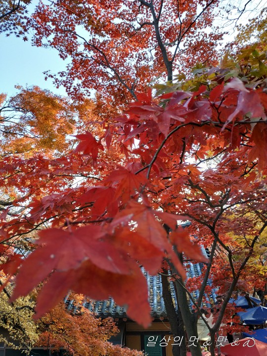 단풍 확대