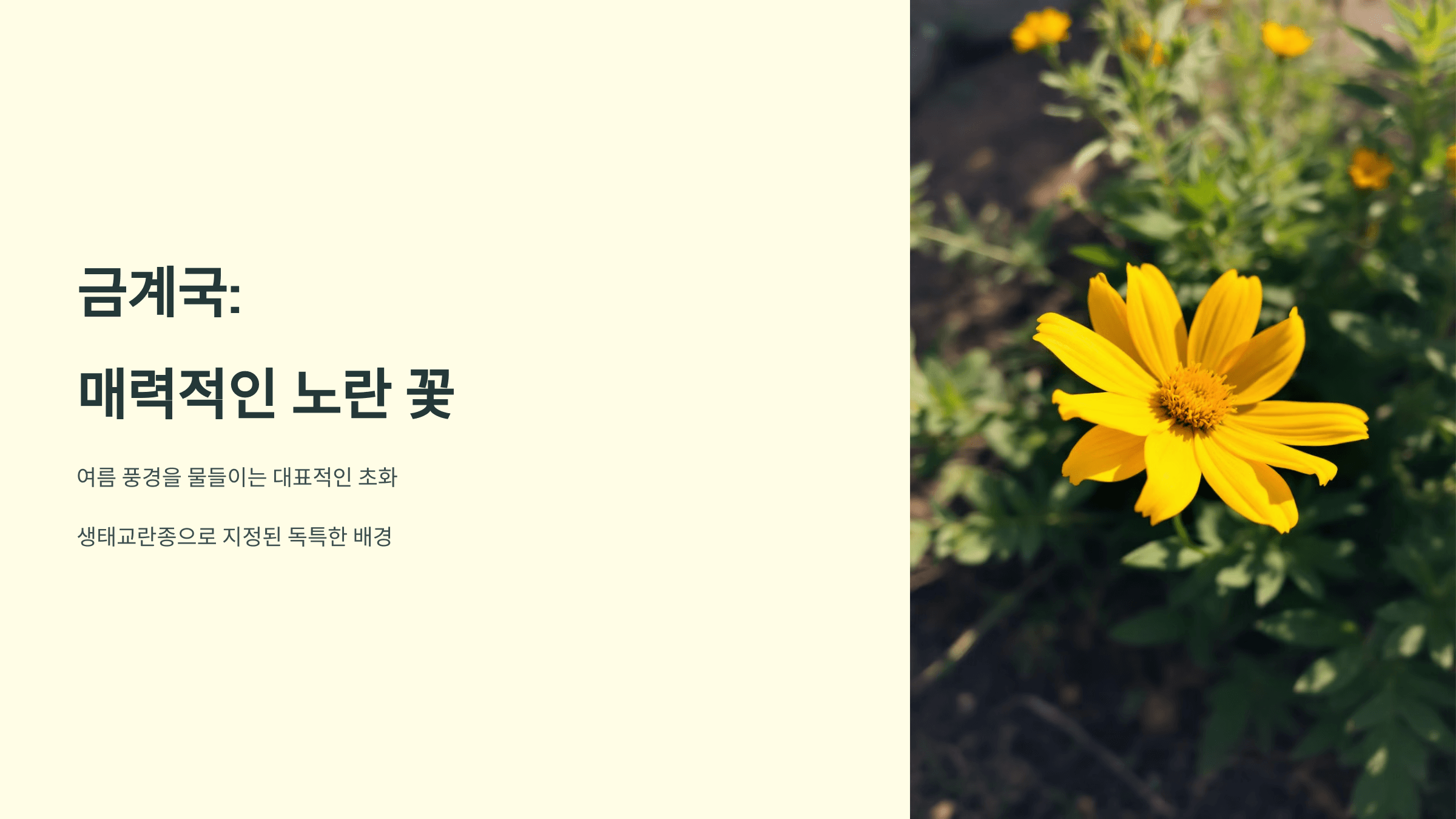 금계국 사진입니다.