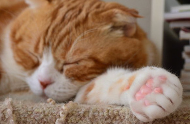 자고 있는 갈색과 흰색의 발톱이 검을지도 모르는 고양이의 손.