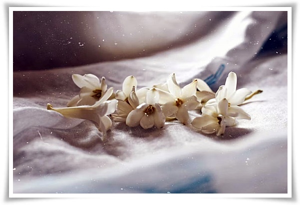 화초 "튜베로즈" 농염과 환락의 꽃내음, 달빛 아래 피어나는 월하향 향기의 마법!