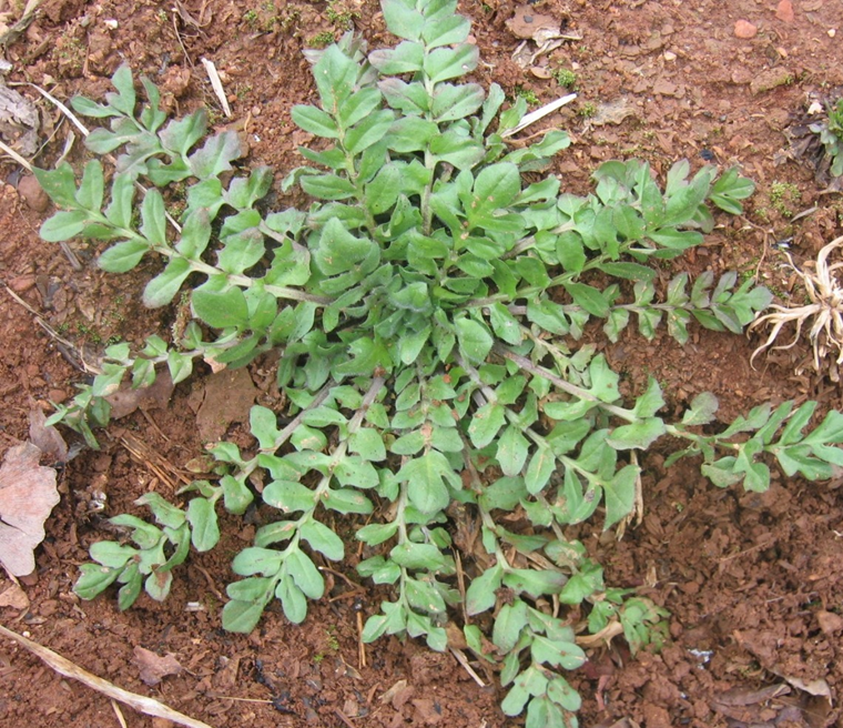 2월 제철음식 냉이 알아보기