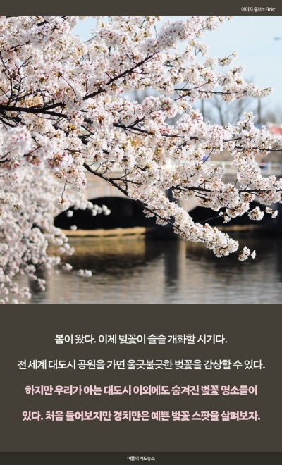 벚꽃