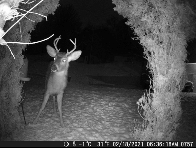 Campark T90 Trail カメラのレビューとカメラのセットアップ