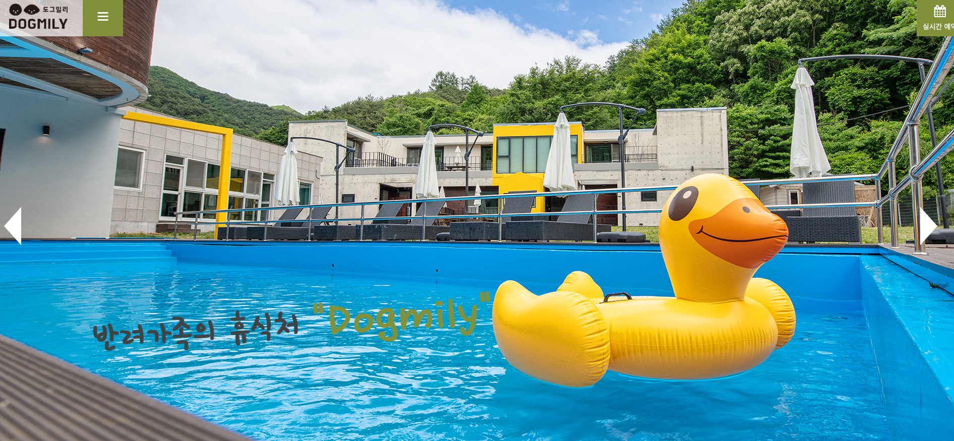 강원도 도그빌리지 이용 꿀팁 총정리