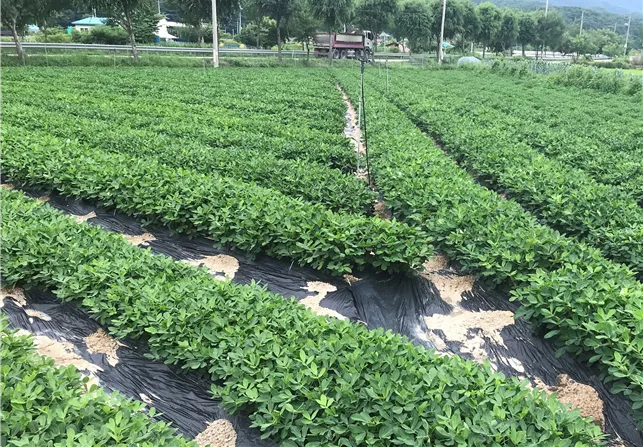 땅콩 재배 개화 후 흙 덮기 배수로 확보 칼슘 보충_7