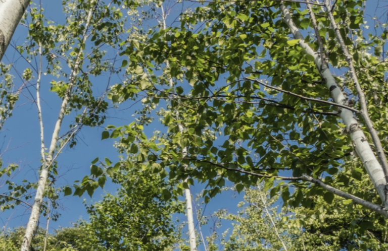 2025 화담숲 벚꽃축제 화담채 예약 방법 완벽 가이드