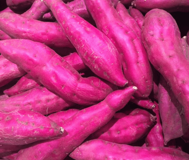 커다란 크기의 자색 고구마들이 한가득 쌓여있다. 크기는 길쭉하고 통통하다.