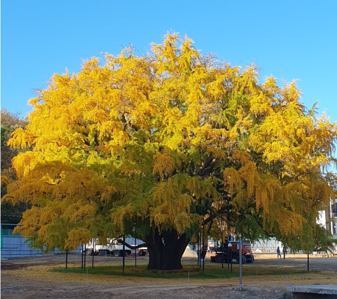 장수동 은행나무1