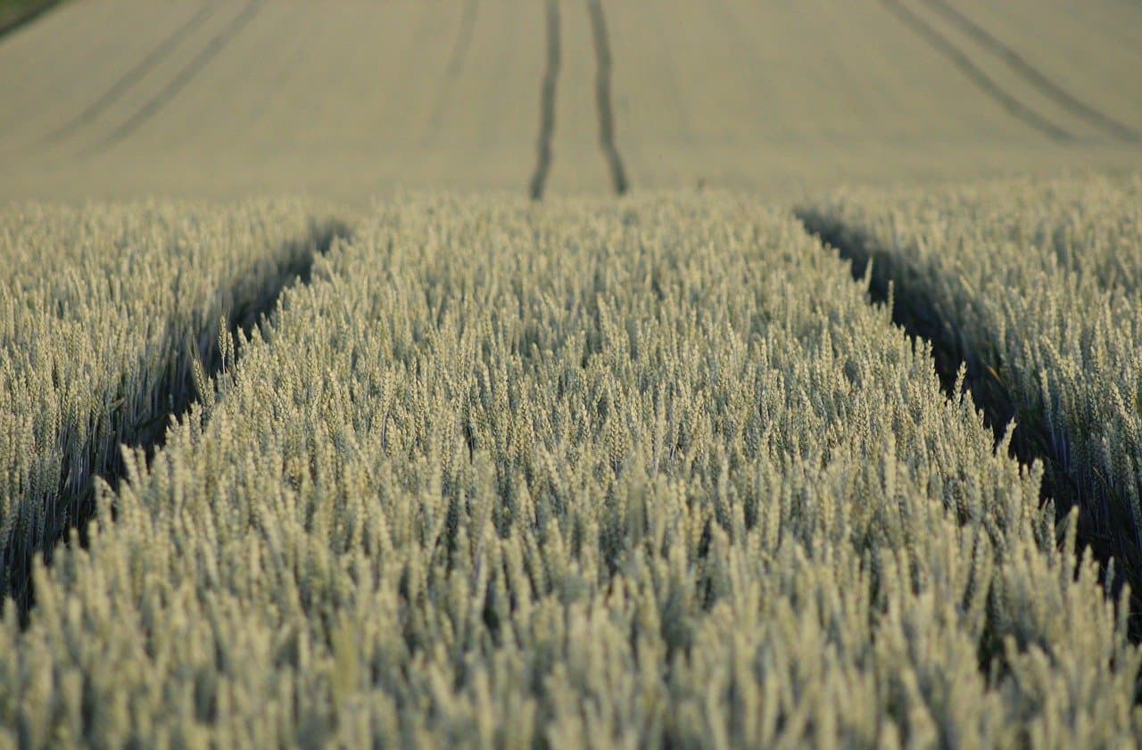 인공지능 농업(AI AgriTech): 데이터로 작물 키우기