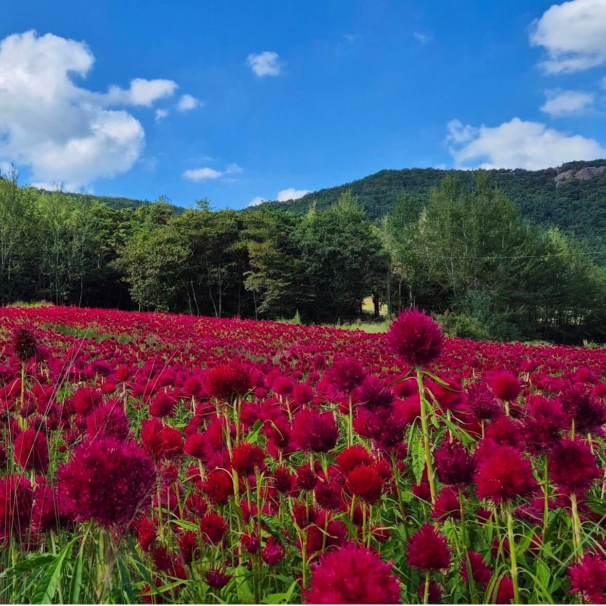 고창 핑크뮬리 축제