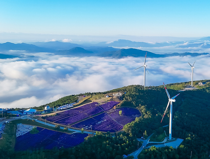 감악산 아스타 국화축제