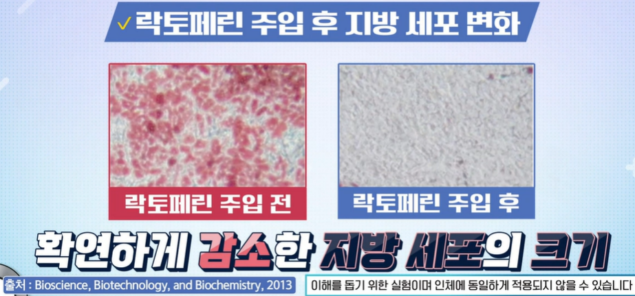 락토페린 효능