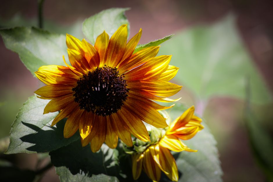 Close-up of a vibrant sunflower in full bloom under sunlight, highlighting bright yellow petals.