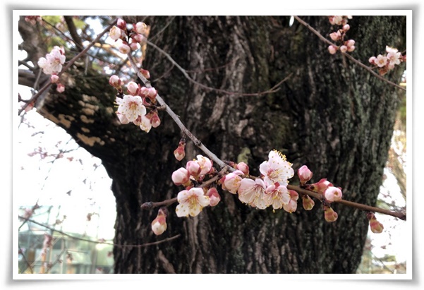 "살구꽃과 살구" 수줍은 듯 피어나는 봄 날의 은밀한 분홍빛 속삭임!