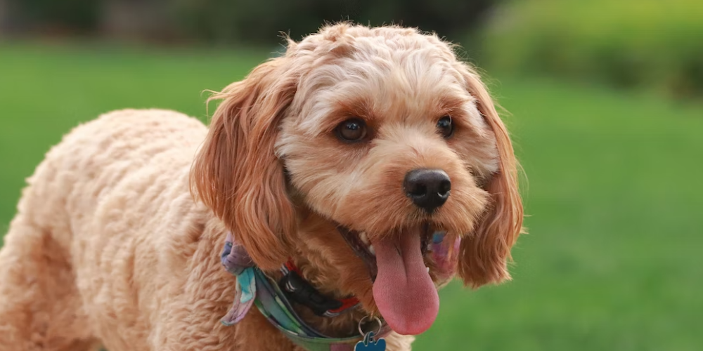 강아지 배변 훈련 방법 14