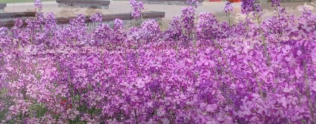 노란 유채꽃은 잊으세요, 이젠 보라색 유채꽃!