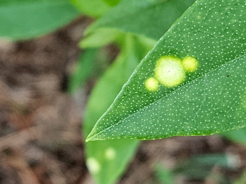 철쭉류 민떡병1