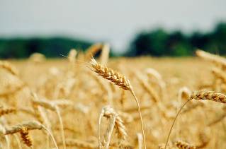 당뇨에 좋은 음식과 나쁜 음식, 건강한 선택 가이드