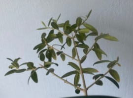 올리브나무 수명 연장 방법