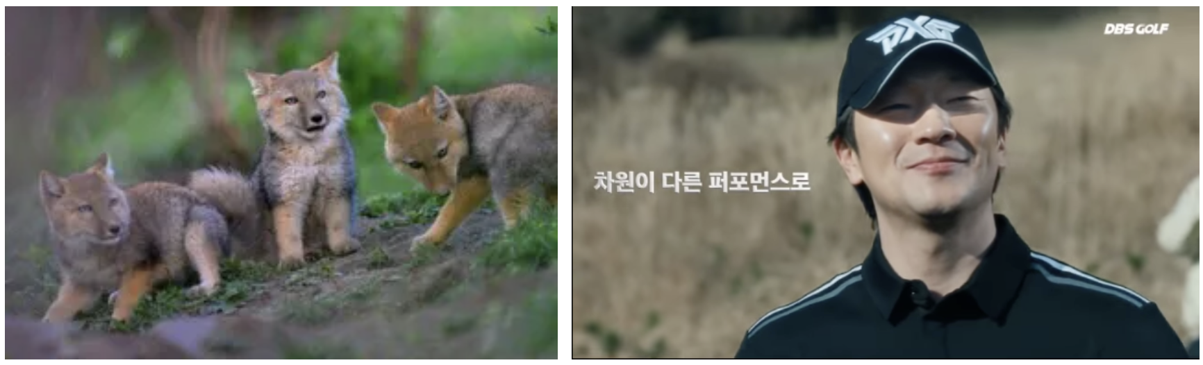 티벳여우상의 매력