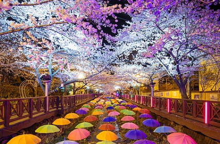 벚꽃 개화시기 2025