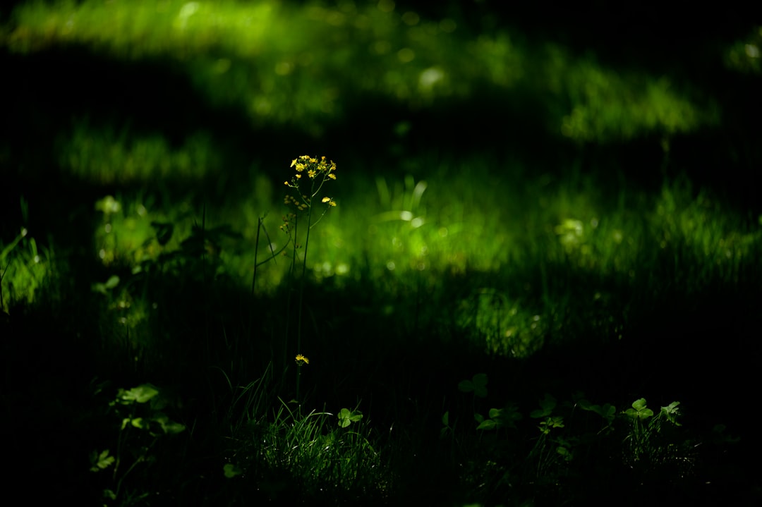 Brightness