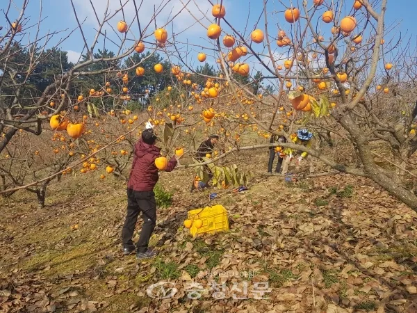 감 재배 탄저병 방제 가지 치기 저장 요령_5