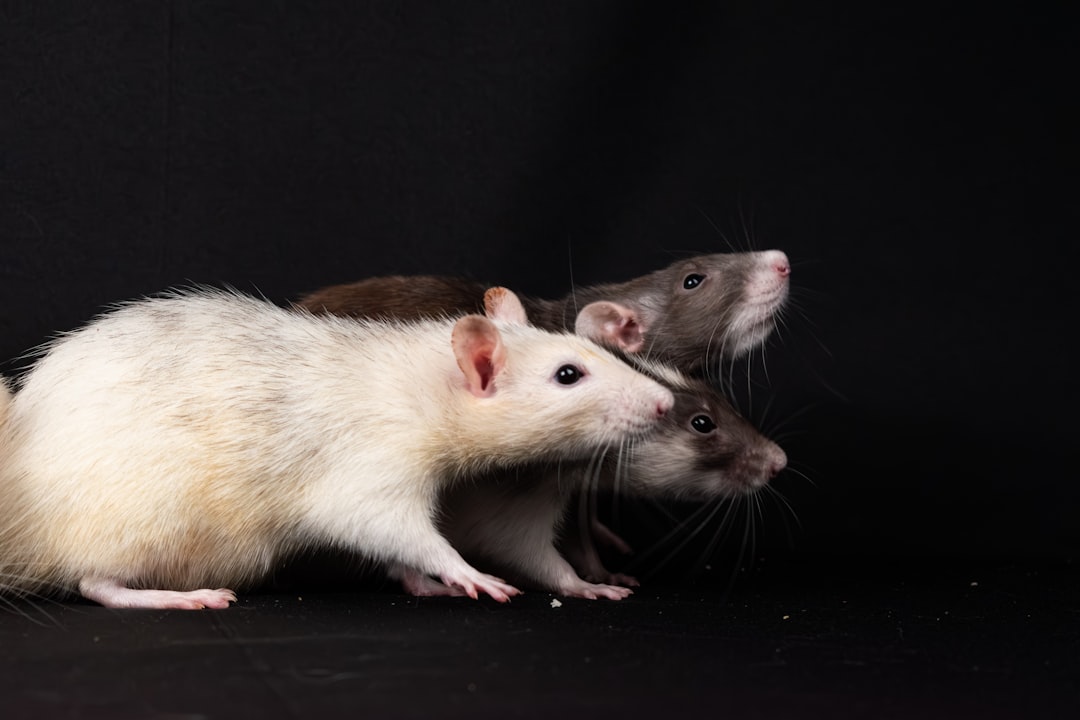 '미' (Rat)