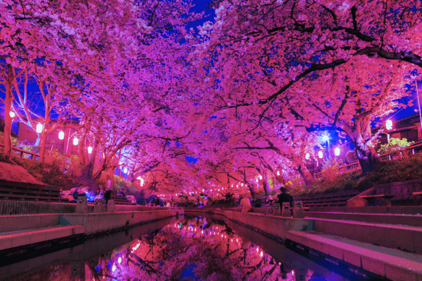 벚꽃과 어울리는 감성 글귀 모음