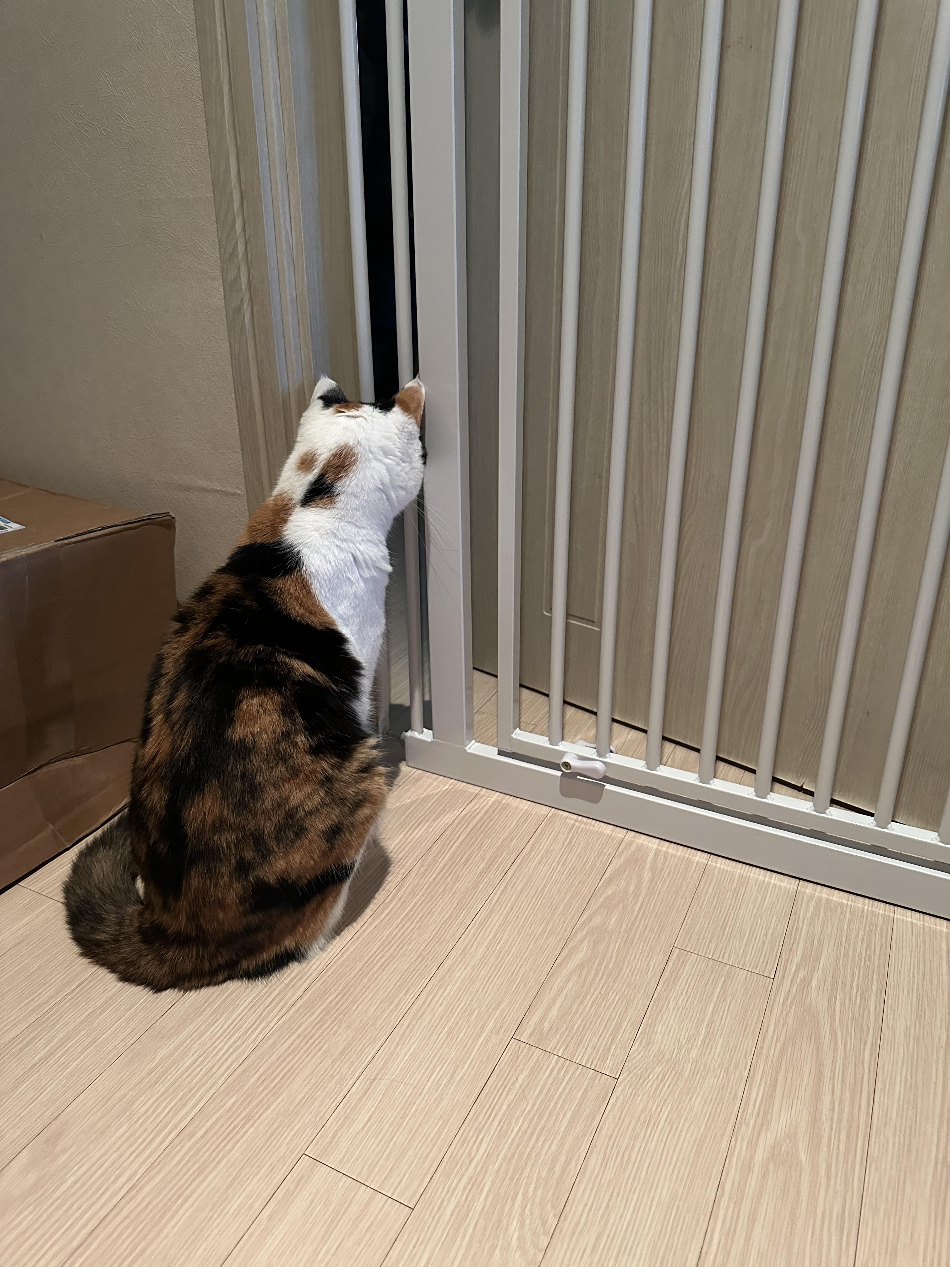 세이펫_안전문_사이로_방안_보고_있는_요미