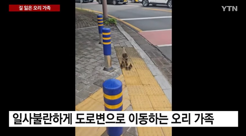 차도에서 길 잃은 오리 가족...위험한 여행 결말은?