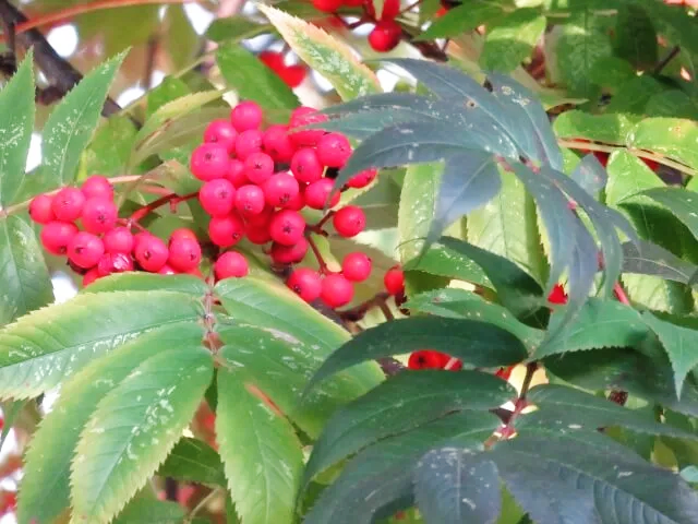 마가목 플라보노이드 성분