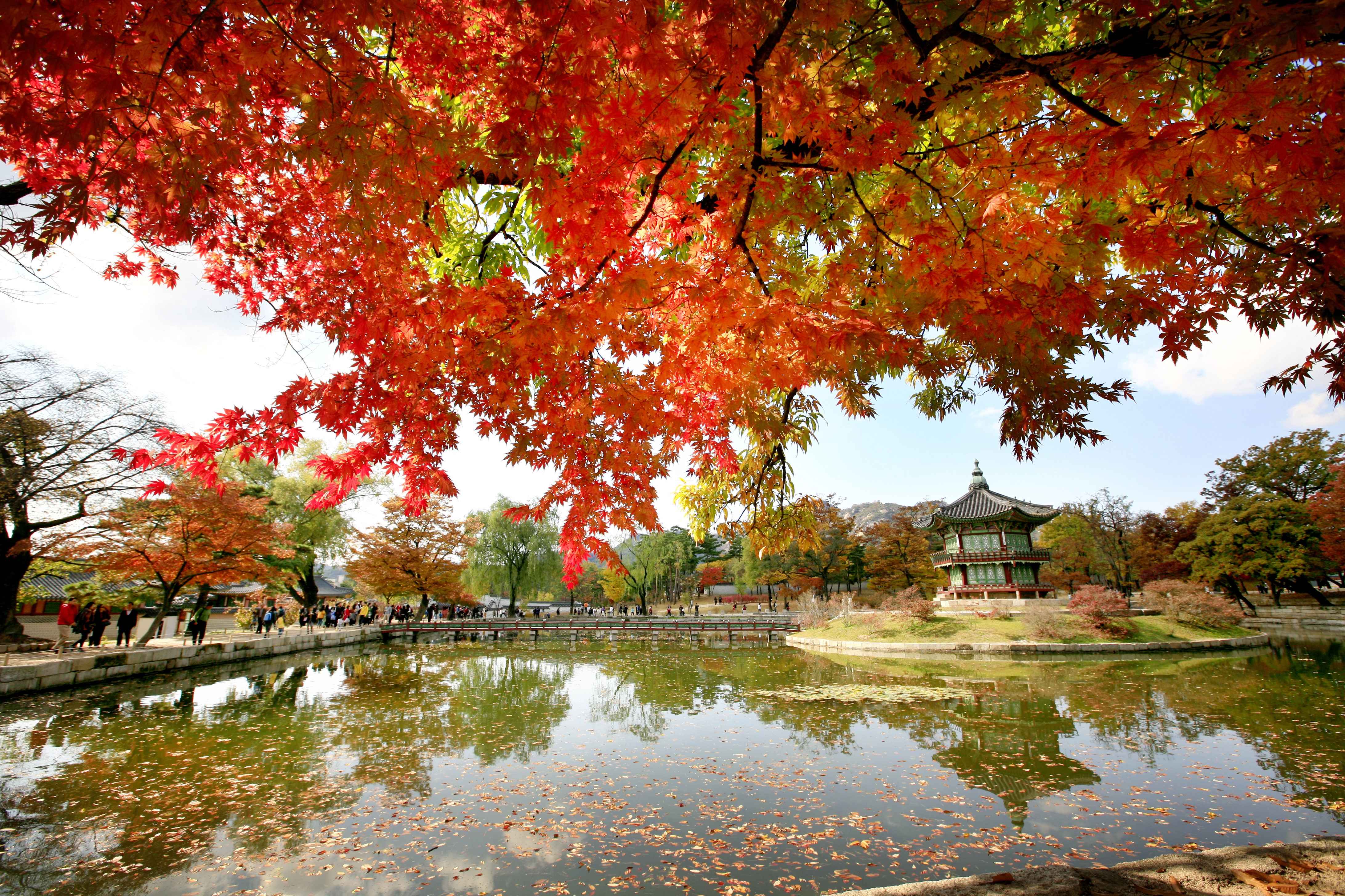 경복궁 향원정의 단풍