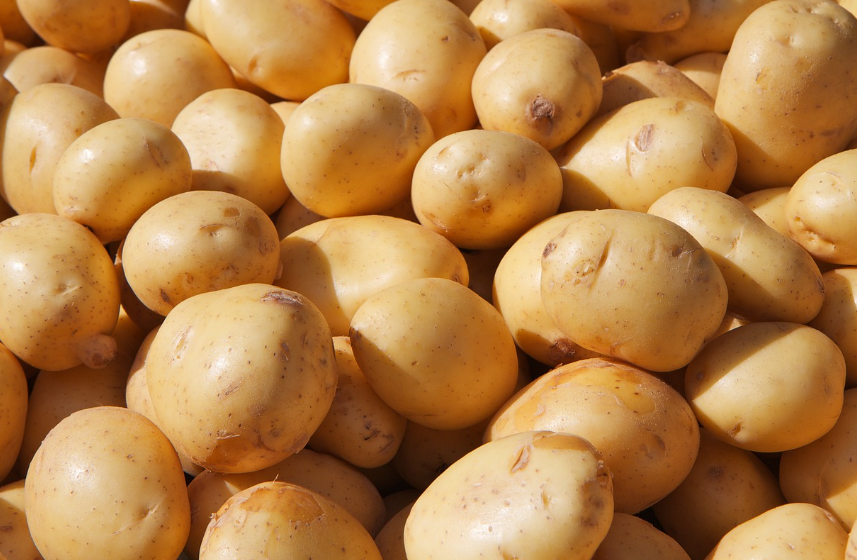 감자 관련 사진