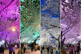 울주작천정 벚꽃축제 기본일정과 프로그램 소개