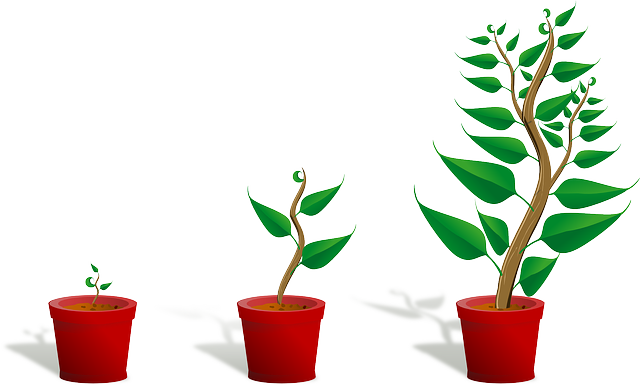 식물의 생명력: 집에서 식물이 잘 자라지 않는 이유와 해결책