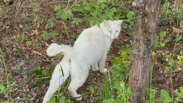 고양이 사료 기피현상