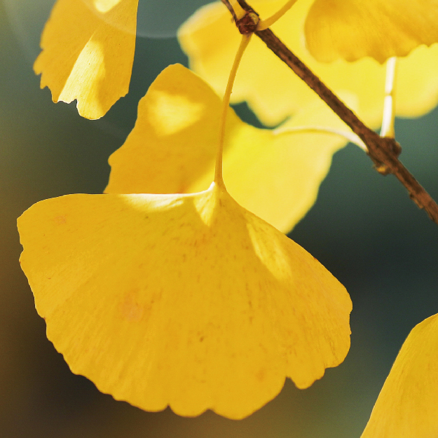 계절의 변화를 세분화한 24 절기 중 '입추' 이해하기