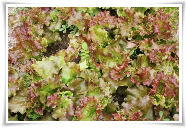 &quot;텃밭, 4월에 심기 좋은 작물&quot; 상추 시금치 열무 쑥갓 케일 루꼴라 당근 비트 무 감자 완두콩 땅콩 녹두 ...