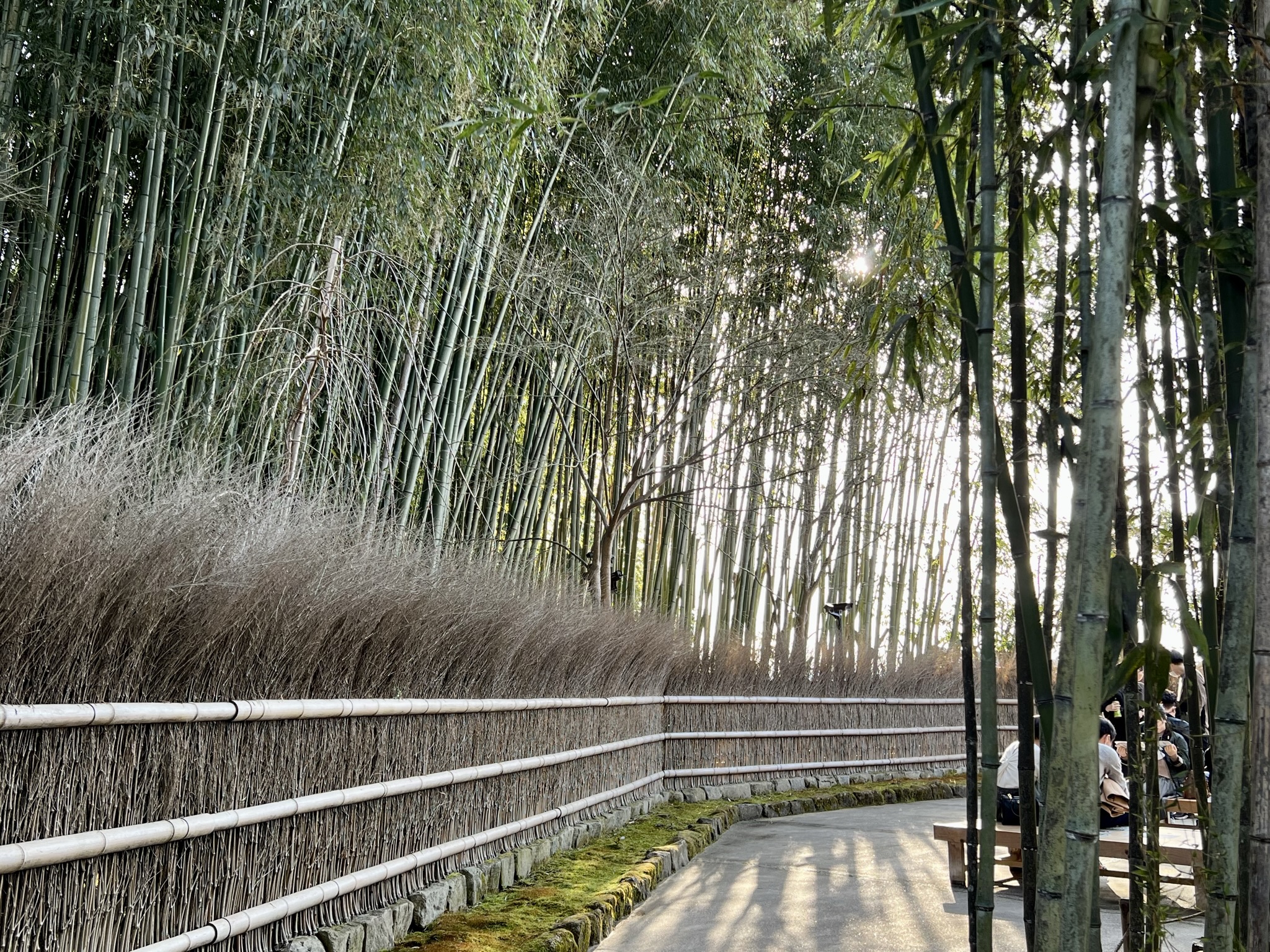 교토여행-교토가볼만한곳-은각사-겨울-대나무