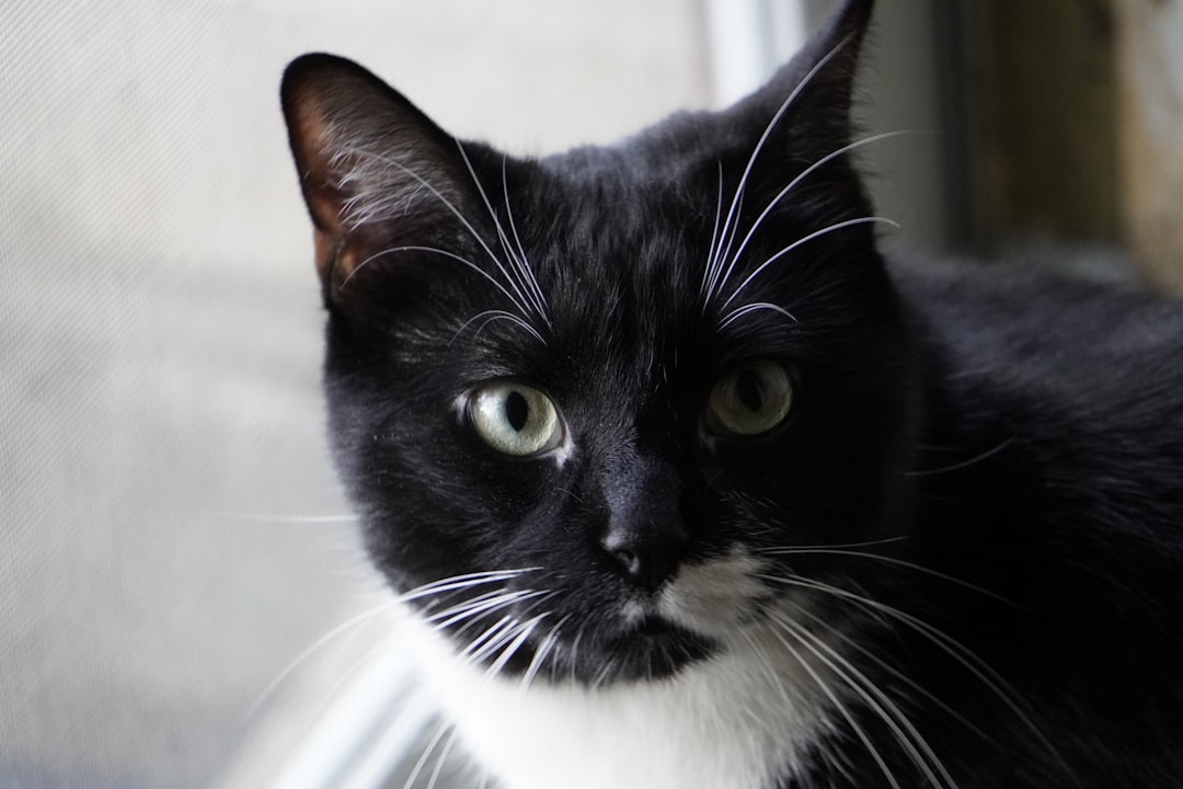 Tuxedo